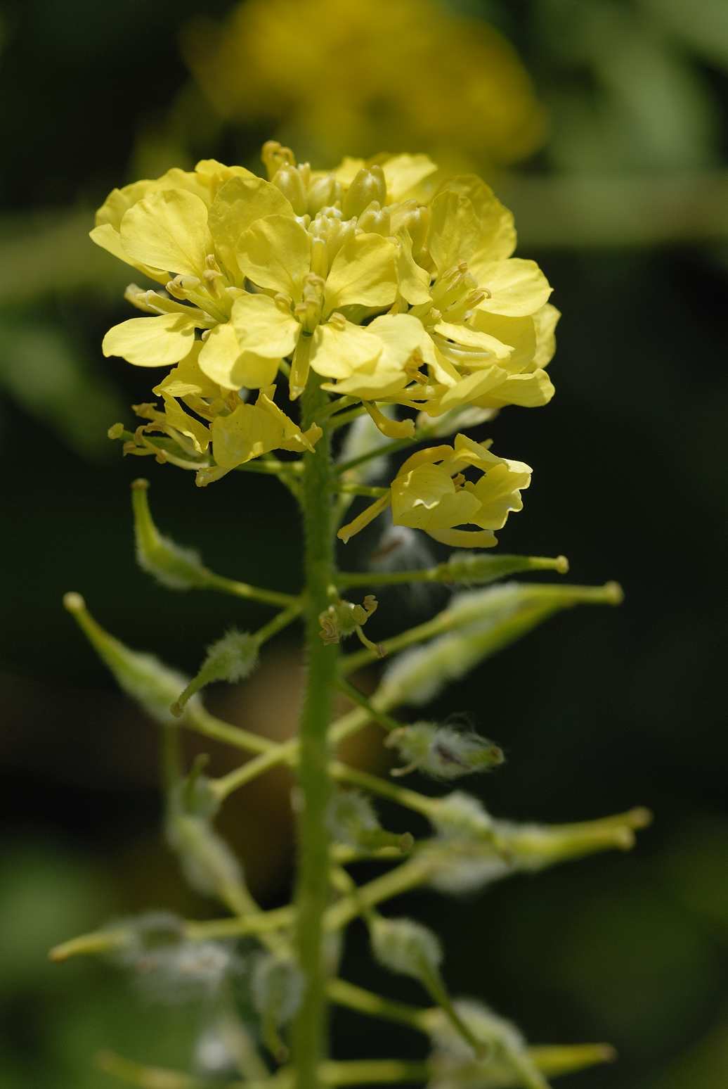 Sinapis alba
